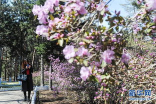 黑龙江 省森林植物园移栽百万花木迎游客